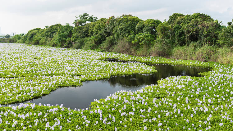 Water Hyacinth