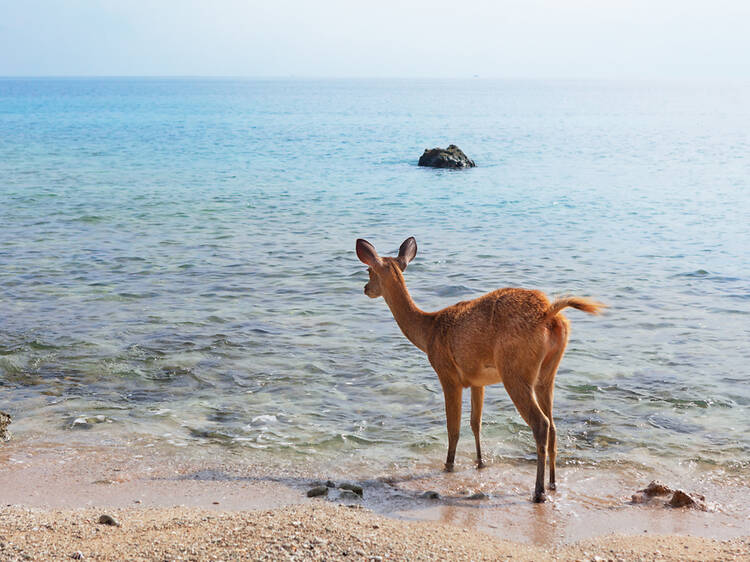 Take a ‘safari’ in the Wild West