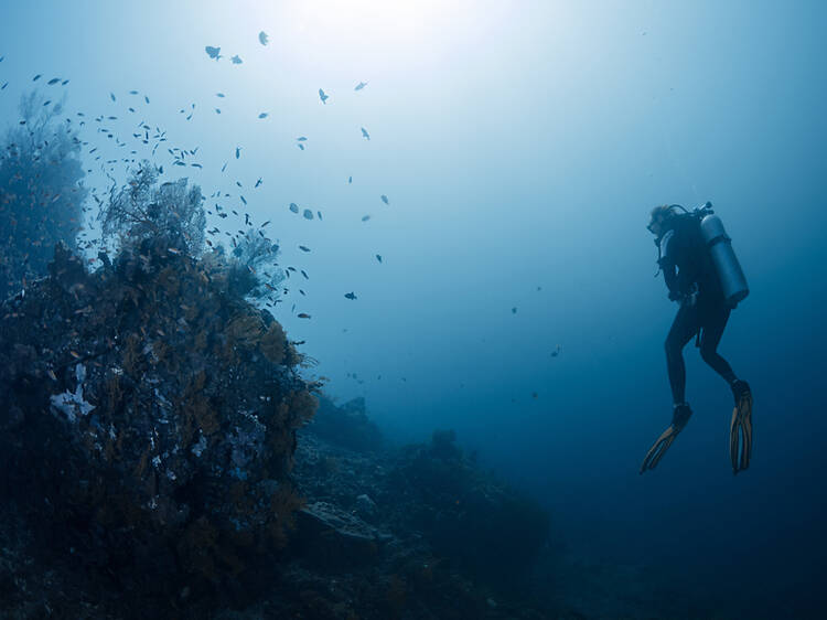 Dive (or snorkel) Balinese reefs