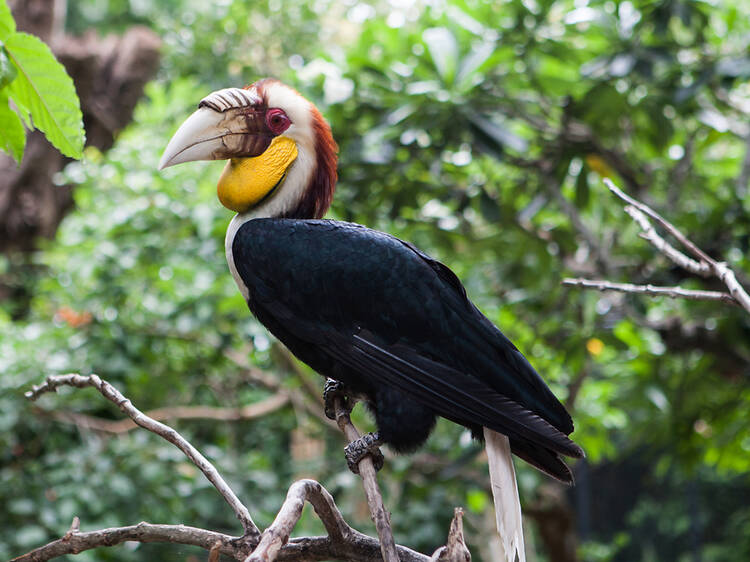 Meet Bali’s feathered population on a bird walk