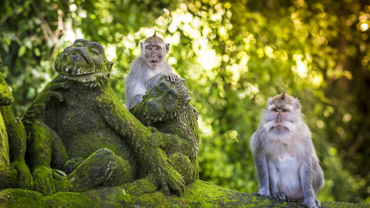 Hang out with macaques at a monkey forest
