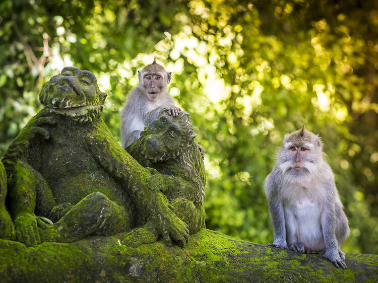 Hang out with macaques at a monkey forest