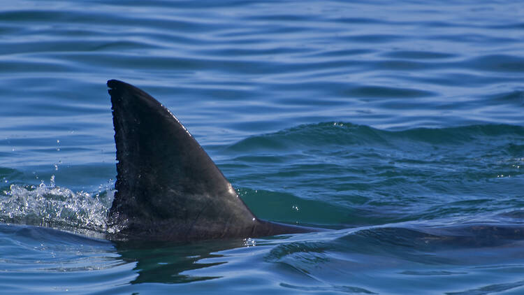 Great white shark fin