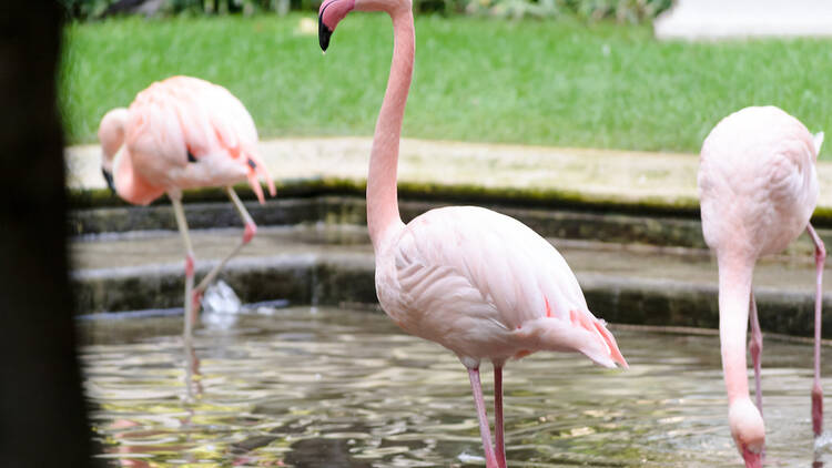 Spot pink flamingoes in ‘The Silence Quadrangle’