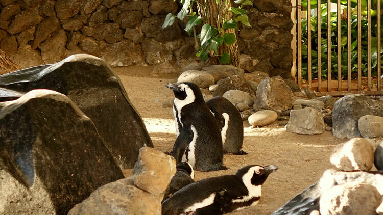Hyatt penguins