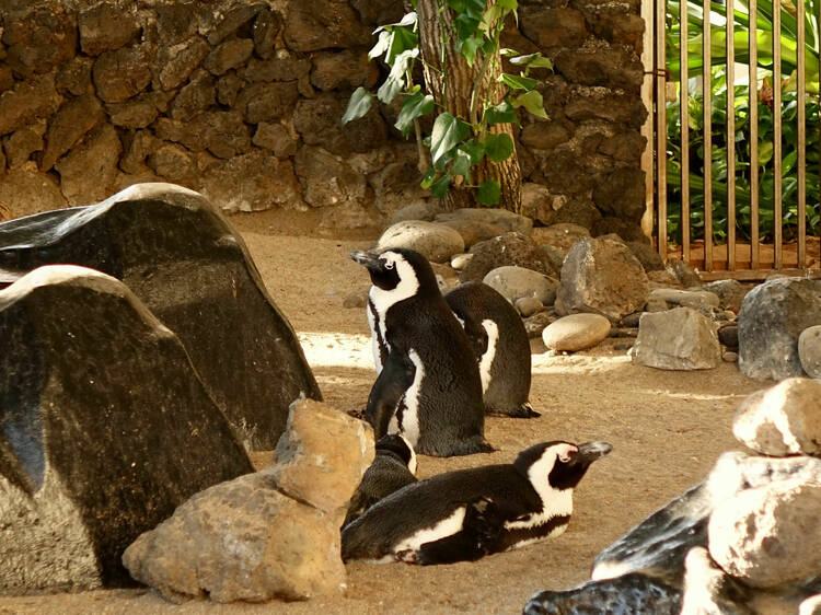 Hyatt penguins