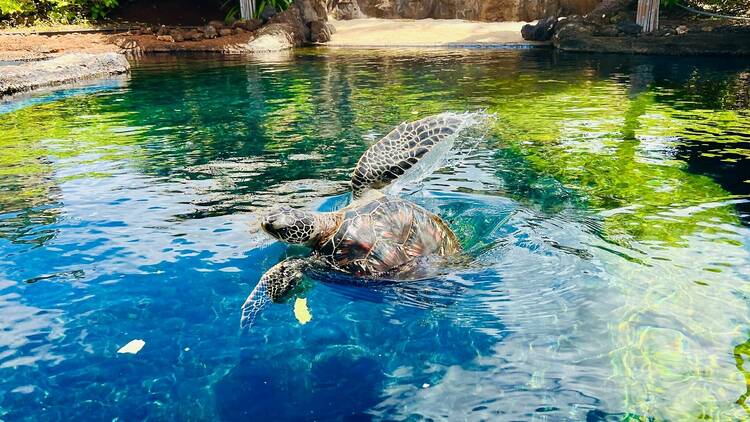 Green,Sea,Turtle,(maui,Ocean,Center)