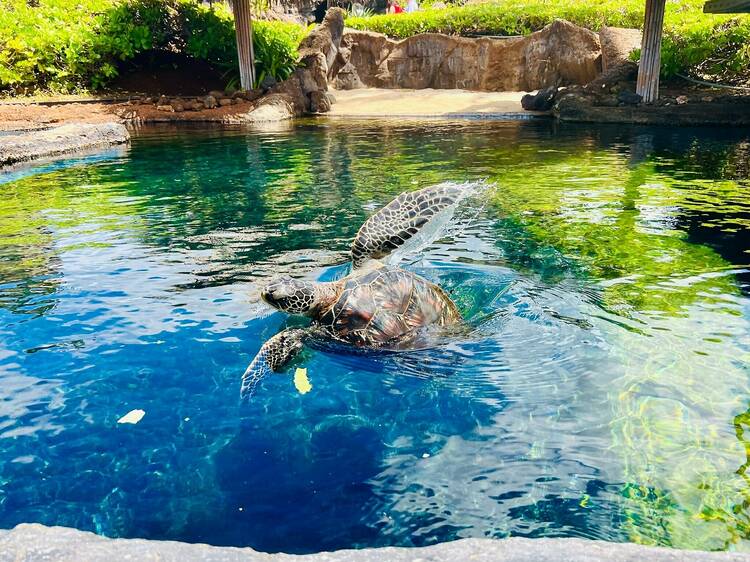 Maui Ocean Center