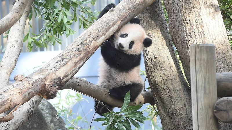 さようならシャンシャン、上野動物園の人気パンダが中国に無事到着