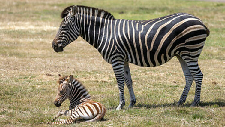 There is a zebra foal on the savannah with brown and white stripes next to a large zebra