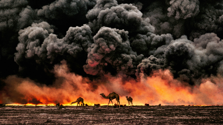 A group of camels on the oil fields on fire in Kuwait, 1991