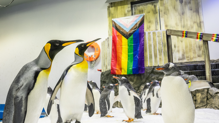 A group of penguins at Sea Life Sydney in front of the Pride flag 