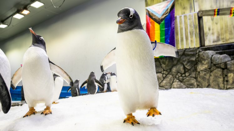 A group of penguins at Sea Life Sydney in front of the Pride flag 