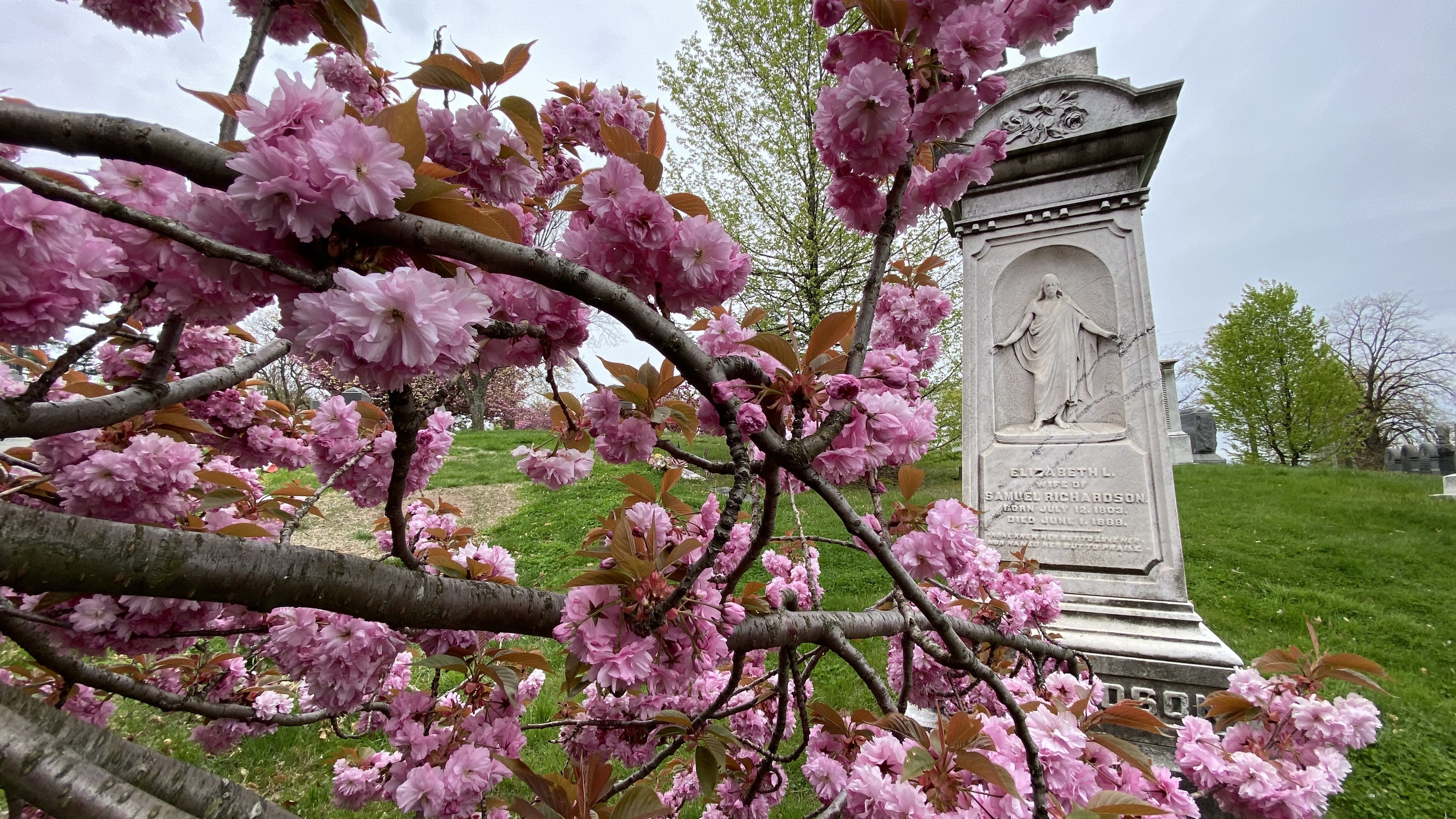 Cherry blossoms surround a grave marker.