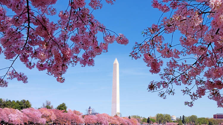 Guide to the National Cherry Blossom Festival in Washington, DC