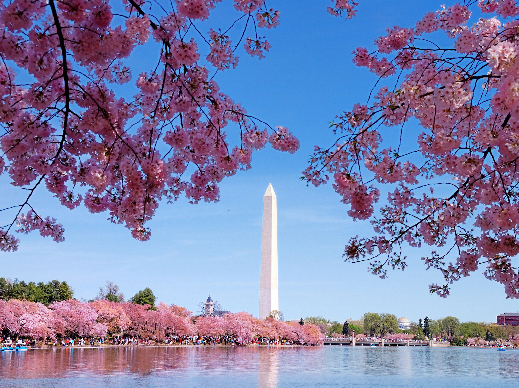 What to Do at DC's National Cherry Blossom Festival