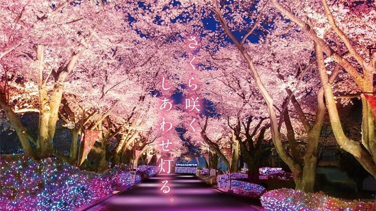 夜桜ジュエルミネーション