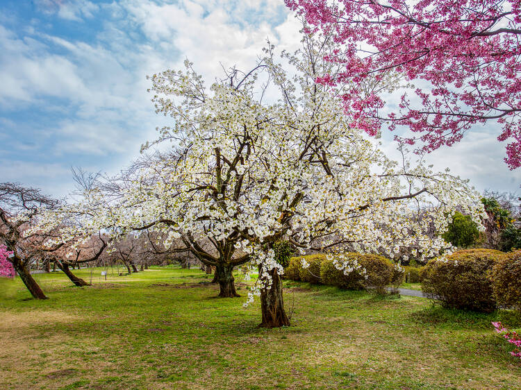 小石川植物園