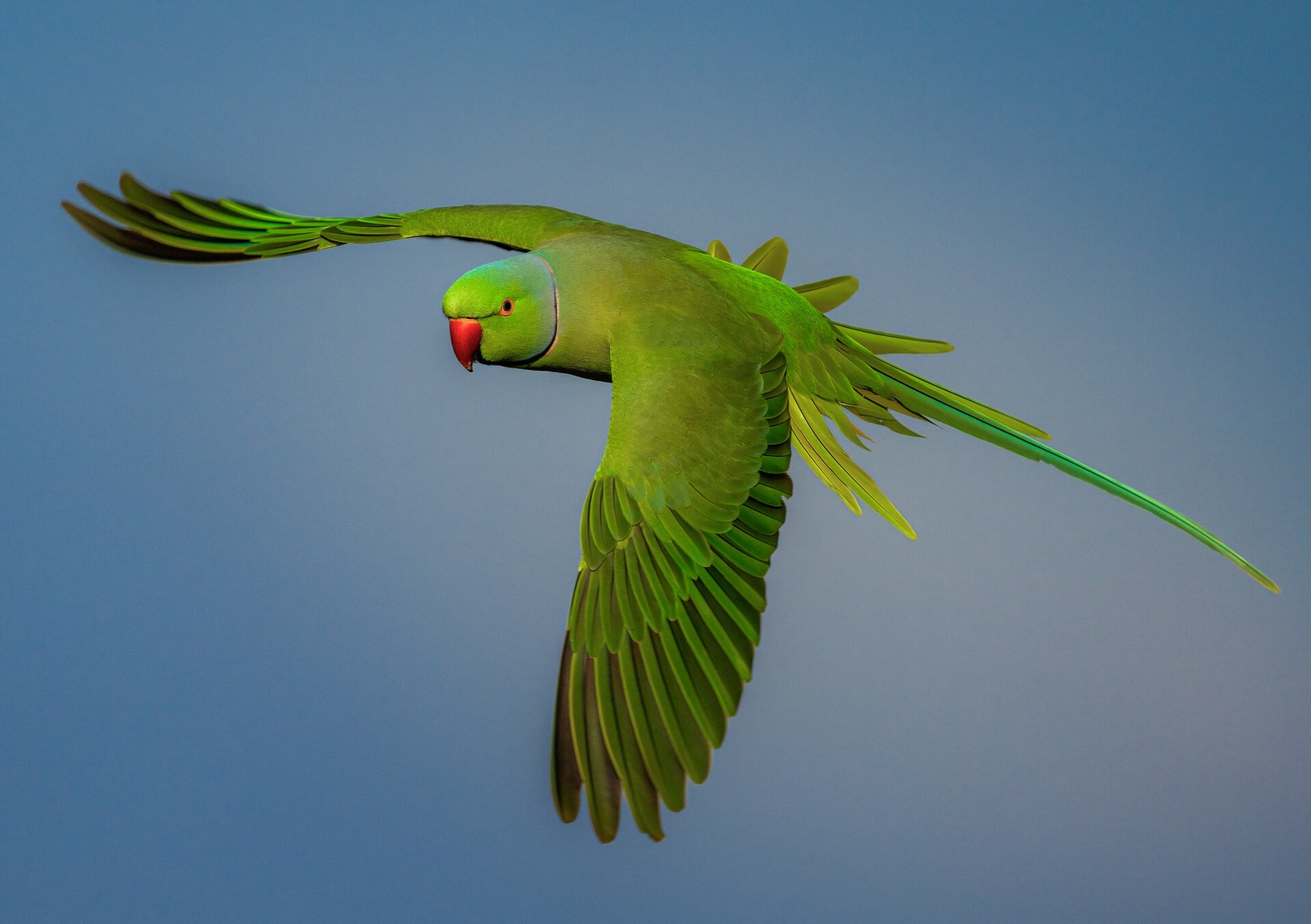 The grim reason parakeets are disappearing from London