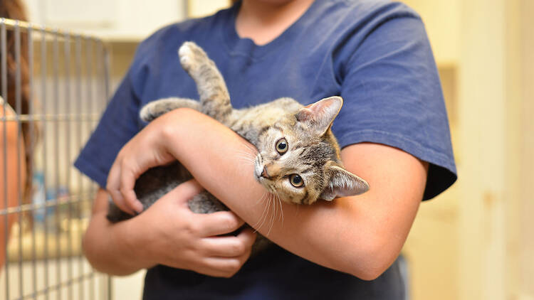 A person holding a cat in their arms.