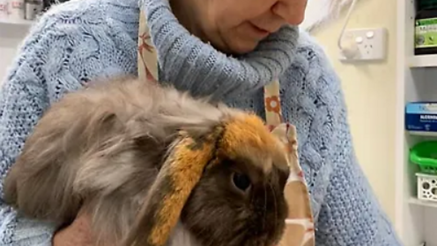 Where to adopt or foster a pet in Melbourne