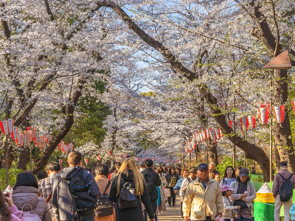 Sakura in Ueno park with lots of people