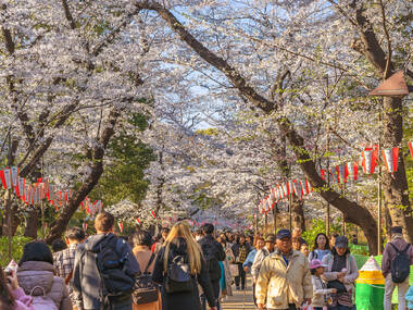 Cherry blossoms in Tokyo 2024: 17 best places to see sakura in Tokyo