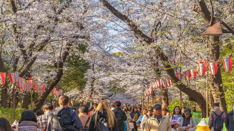 Ueno Park sakura