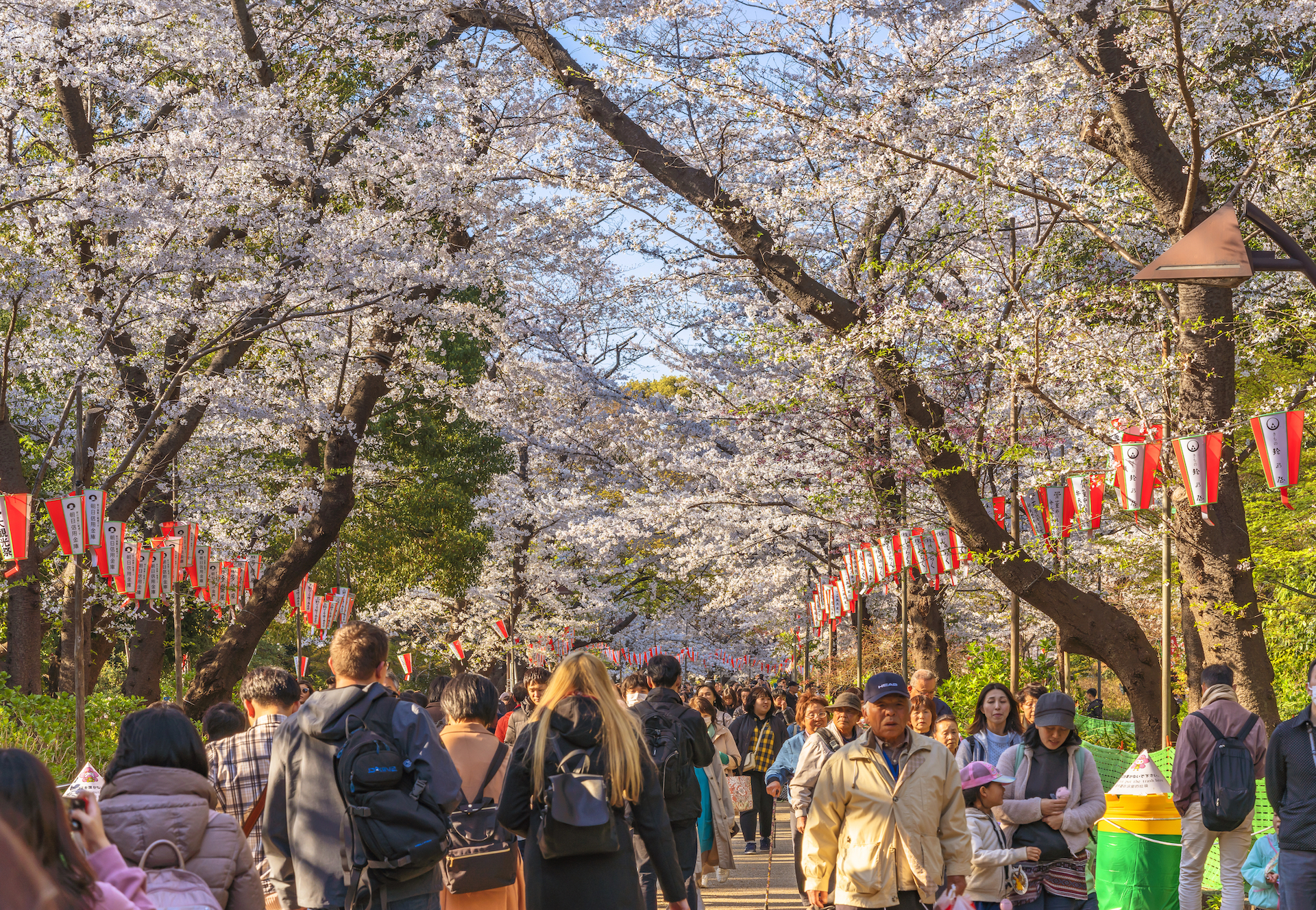 Ueno Park sakura