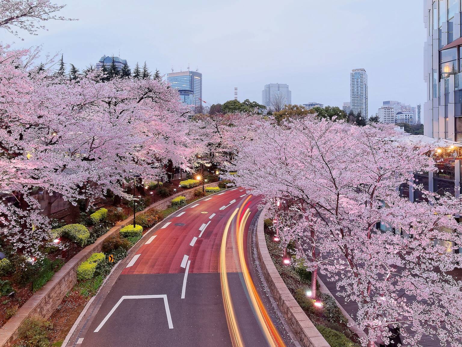 Cherry blossoms in Tokyo 2024: 17 best places to see sakura in Tokyo