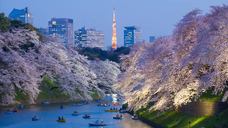 Chidorigafuchi during cherry blossom season