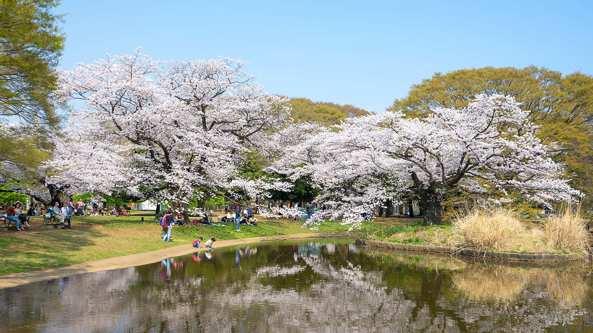 Cherry blossoms in Tokyo 2024: 17 best places to see sakura in Tokyo