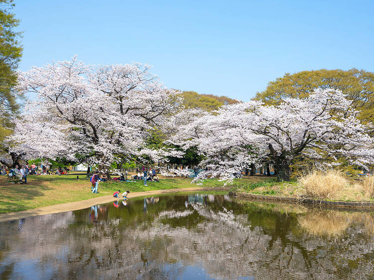 17 best places to see sakura in Tokyo