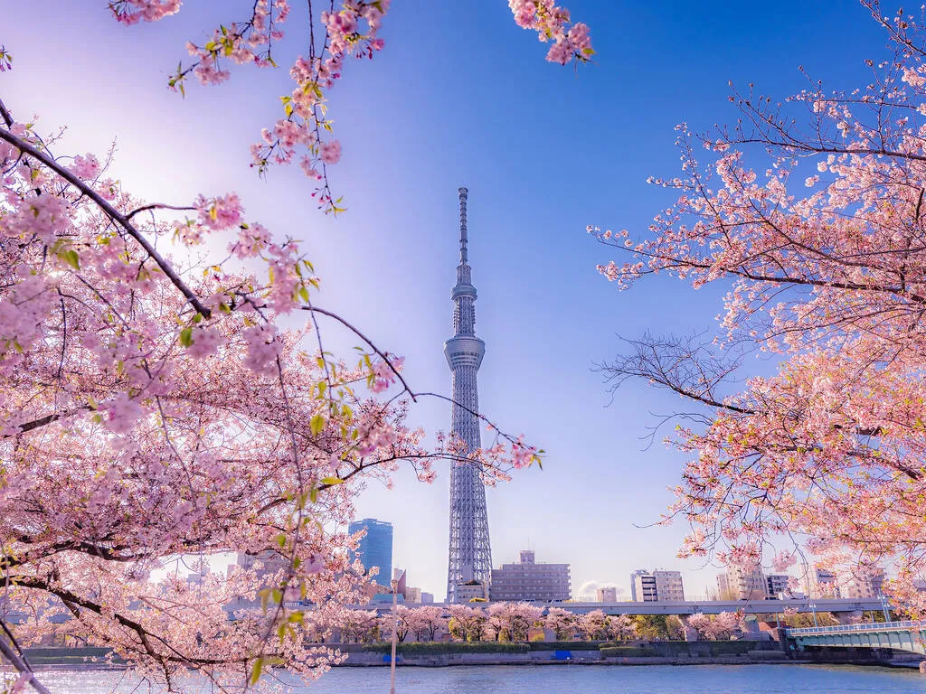 Sakura with skytree