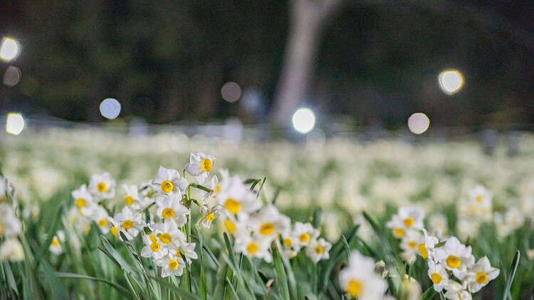Kasai Rinkai Park Flower and Light Movement