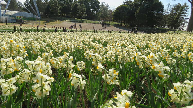 Kasai Rinkai Park Flower and Light Movement