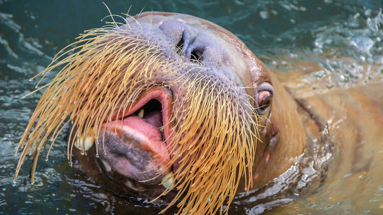 A walrus's face 