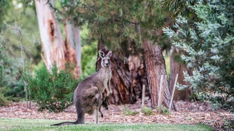 A kangaroo with a large joey in its pouch