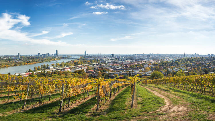 Sample local wines at the Vienna vineyards