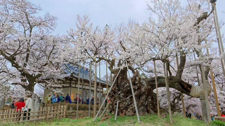 Jindai Zakura, Yamanashi