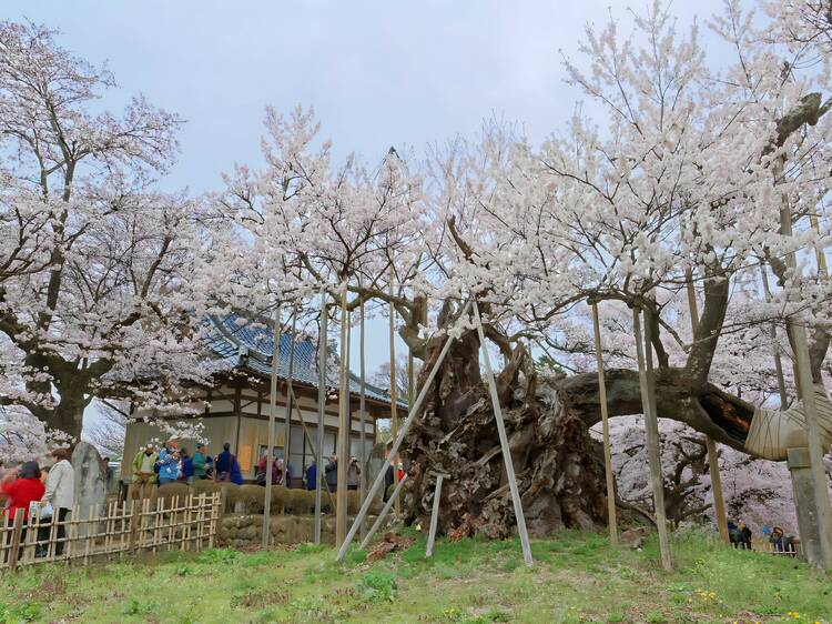 Jindai Zakura, Yamanashi