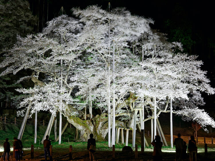 Usuzumi Zakura, Gifu