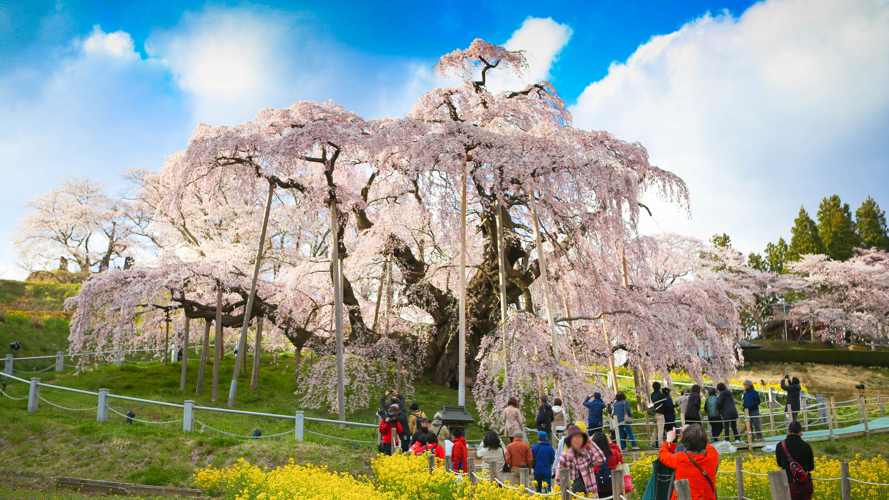 Sakura tree with pink cherry blossoms (cherry blossom, Japanese