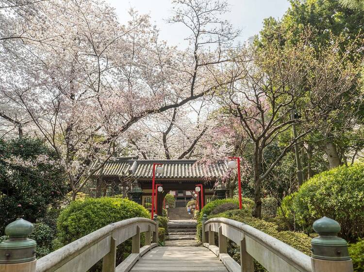 高輪 桜まつり