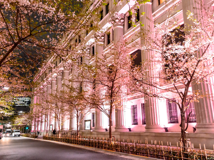 東京、夜桜イルミネーション2023