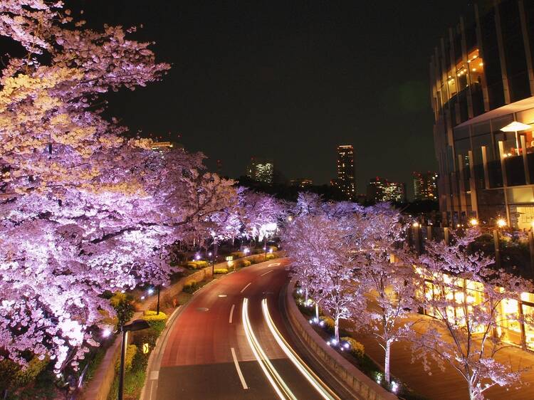 5 spectacular cherry blossom illuminations in Tokyo in 2024