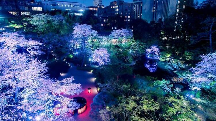 TOKYO SAKURA GARDEN SPRING FESTIVAL