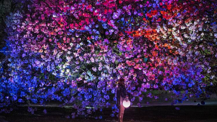 NAKED桜の新宿御苑