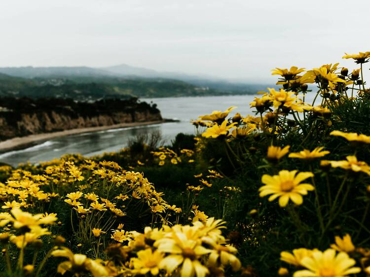 Where to see Southern California wildflowers