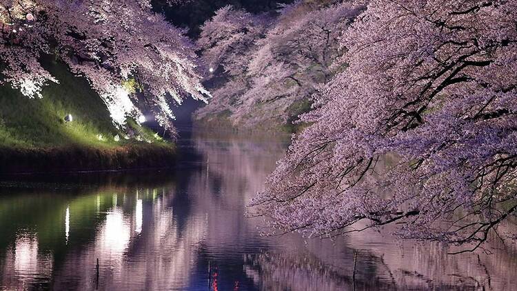 千代田のさくらまつり